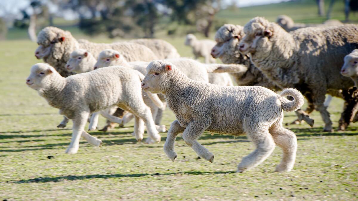 As cute as Mr Hodgkinson's lambs are, they'll soon end up on someone's dinner plate. Picture: Elesa Kurtz