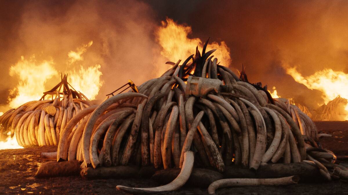 The world's biggest ivory burn in Nairobi, Kenya in Anthropocene, screening in Stronger Than Fiction. Picture: Supplied