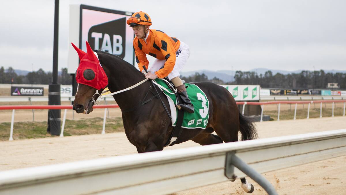 Keith Dryden trained Prince Jacko wins Canberra Racing's Horse of the Year after coming second in the Federal. Picture: Jamila Toderas
