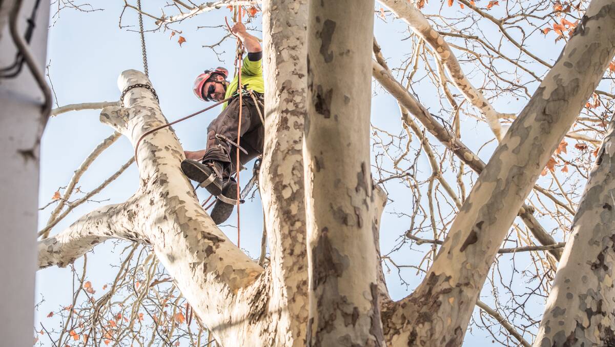 Arborists on Wednesday begin work on cutting down and mulching the the London plane tree at the centre of a long-running Manuka planning stoush. Picture: Karleen Minney
