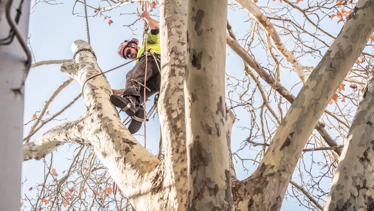 Arborists begin work on Wednesday cutting down and mulching the controversial Franklin Street tree in the Manuka shopping precinct. Picture: Karleen Minney
