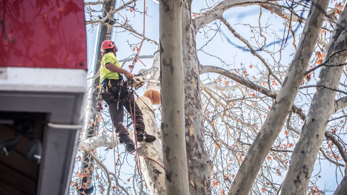 Arborists hung from branches while wielding chainsaws to slowly remove the tree's limbs. Picture: Karleen Minney