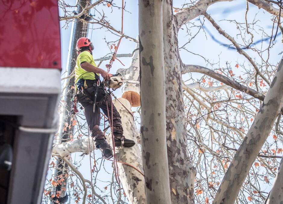 An arborist on Wednesday cuts through a large branch of the controversial tree on Franlkin Street. Picture: Karleen Minney