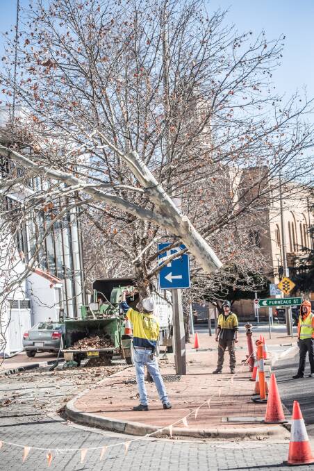 Workers bring down a section of the tree on the Canberra Avenue side of the site. Picture: Karleen Minney
