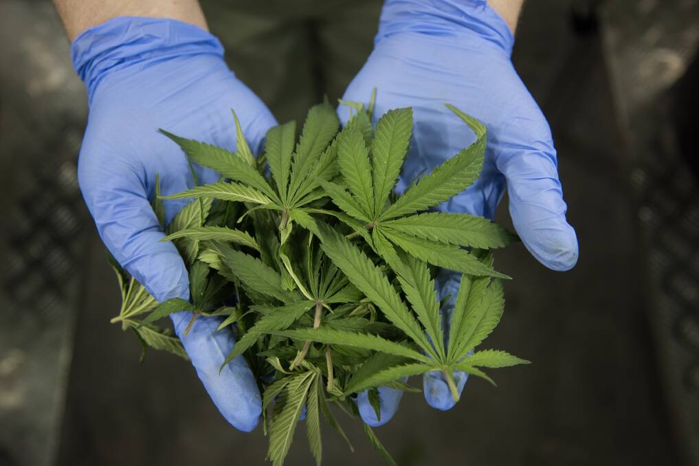 Senate Committee Approves Advancement of Minnesota's Marijuana Legalization Bill