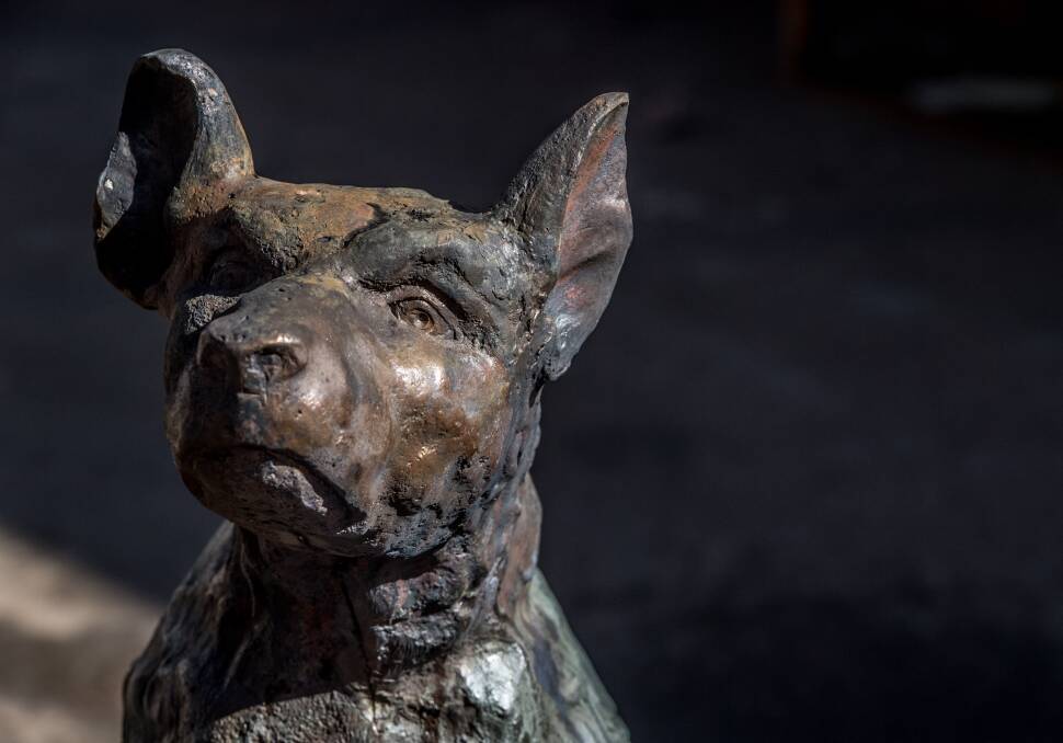 The iconic 'Dog on the Tuckerbox' lost his left ear in the recent vandalism, but recovery has been swift. Picture: Karleen Minney