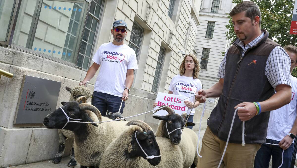 Demonstrators walk a flock of sheep outside British Government's Department of International Trade as part of a protest against Brexit. Picture: Vudi Xhymshiti(AP)