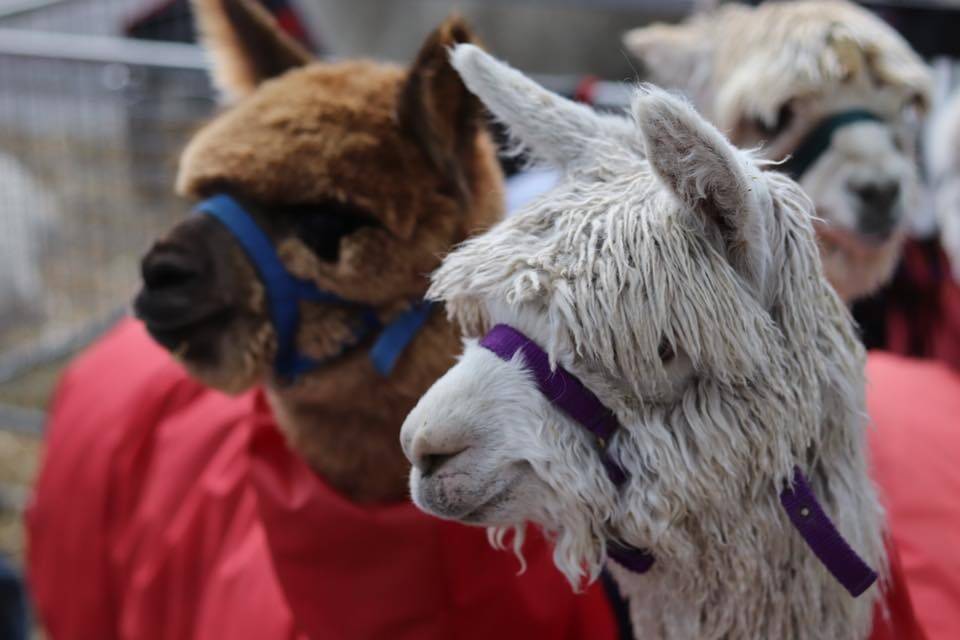 Learn all about alpacas in Canberra this weekend.