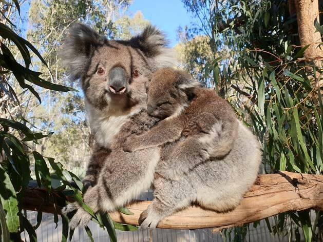 The yet unnamed koala joey and mum at Tidbinbilla. Do you have a suggested name? Picture: Supplied
