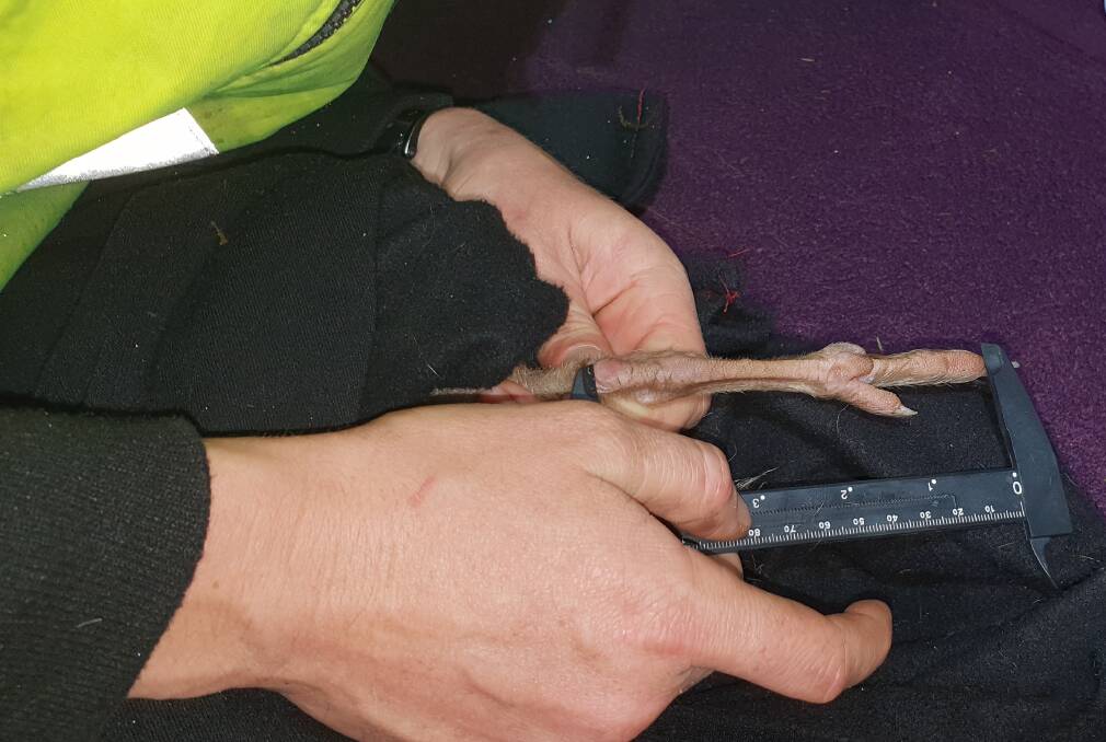 After dark, a ranger measures a bettongs foot. Picture: Supplied