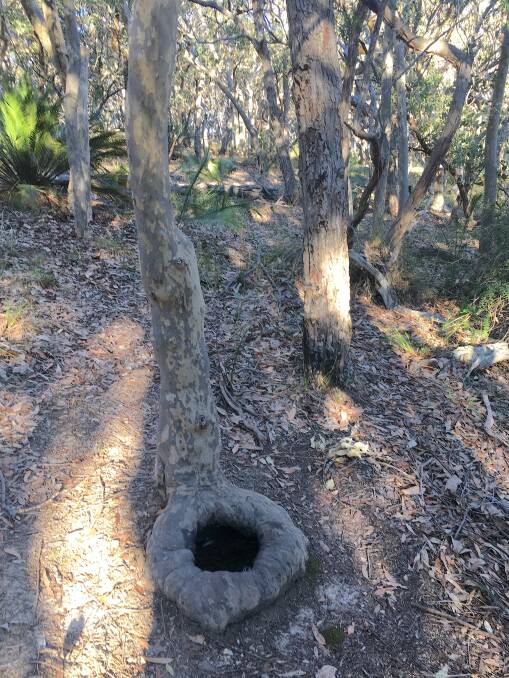 Unusually shaped tree in Murramarang National Park. Picture: Tim the Yowie Man