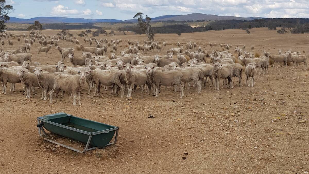 Farmer Craig Mitchell is relying on feed for his sheep, pictured here, this winter and is holding out for significant rainfall this summer. Picture: Craig Mitchell
