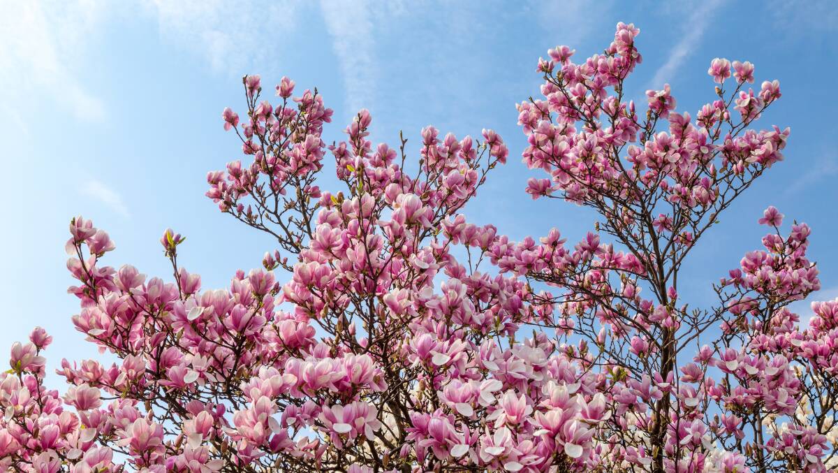 When did my magnolia tree start flowering again. Picture: Shutterstock