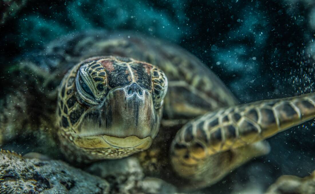 A green sea turtle. Picture: Charlotte Piho