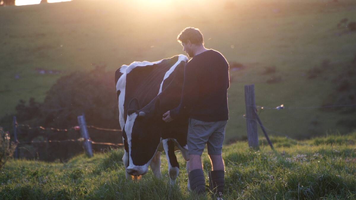 Sixth-generation dairy farmer Kel Grey with Pearl the cow. Picture: Supplied