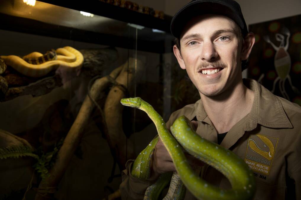Snake catcher Luke Dunn, of Canberra Snake Rescue and Relocation, with one of his pet green tree pythons. Picture: Sitthixay Ditthavong