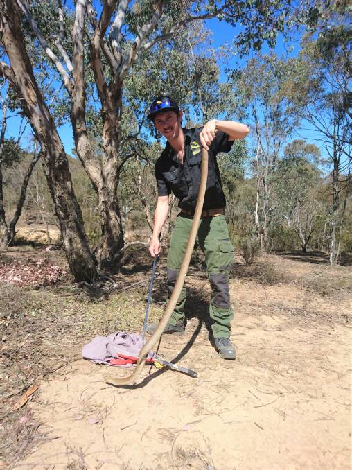 Nothing to worry about. Canberra snake catcher Luke Dunn with a brown snake. 