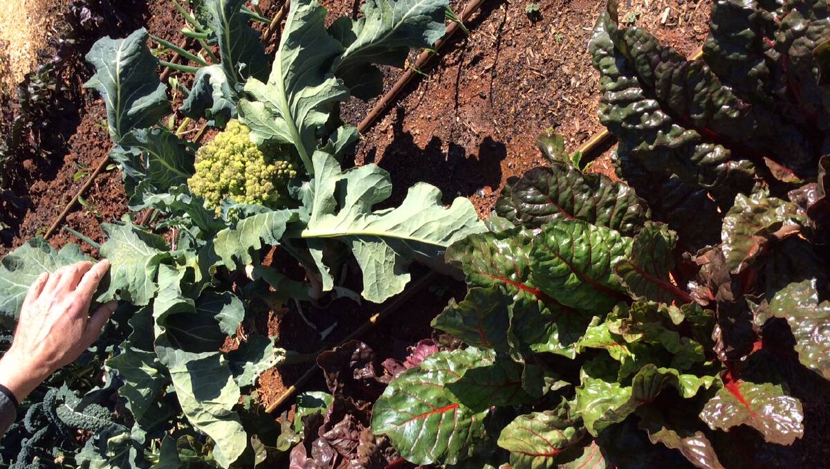 Silver beet for homemade pies and Broccoli Romanesco. Picture: Susan Parsons
