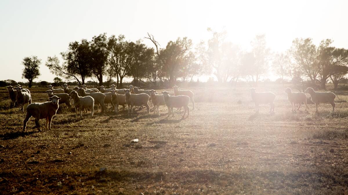 Sheep on a dry, dusty property between Wilcannia and Ivanhoe, in drought ravaged NSW. Picture: Janie Barrett