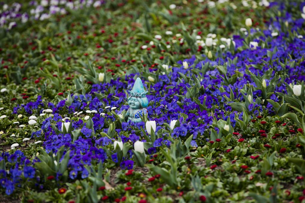 The gnome hunt is on at this year's Floriade. Picture: Jamila Toderas