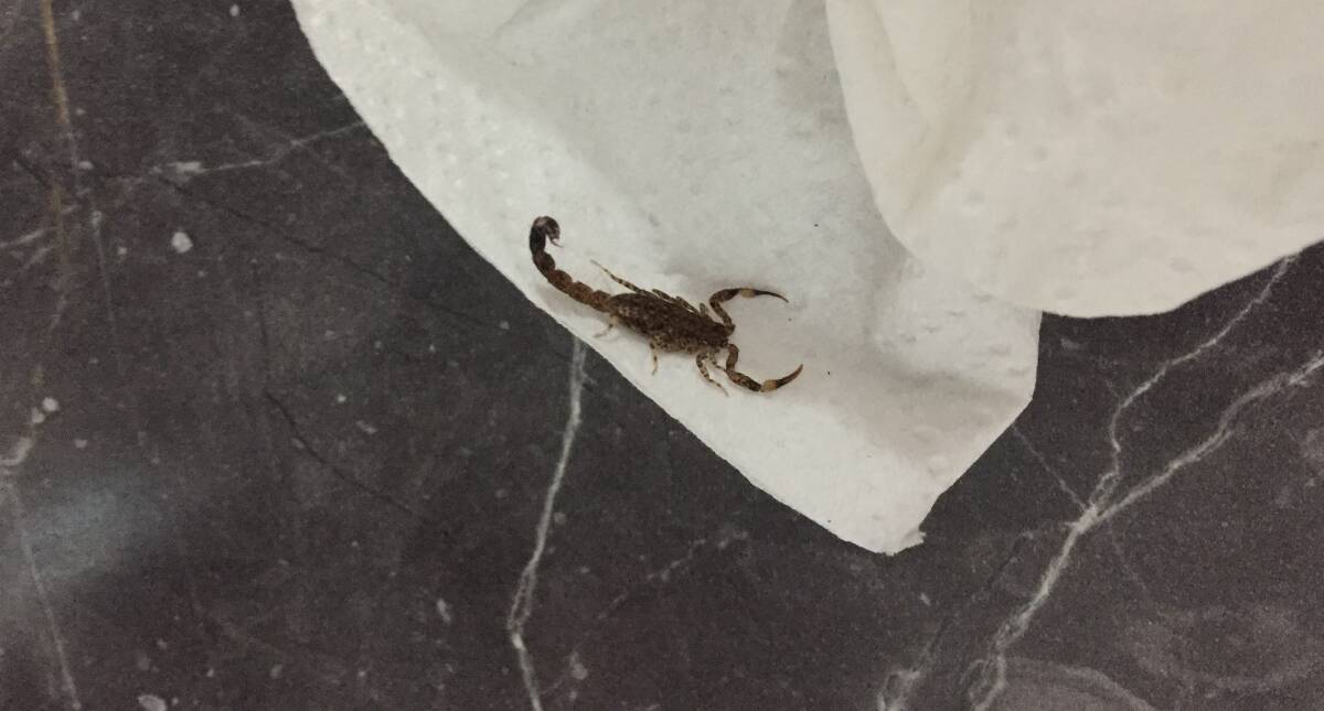 The scorpion that stung Watson man Don Banlusak. Picture: Supplied