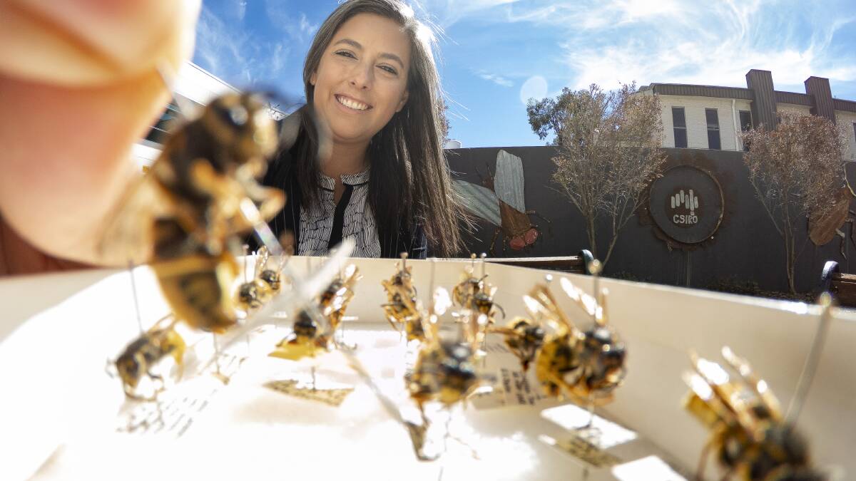 CSIRO wasp expert Dr Juanita Rodriguez with European wasp specimens. Picture: Sitthixay Ditthavong