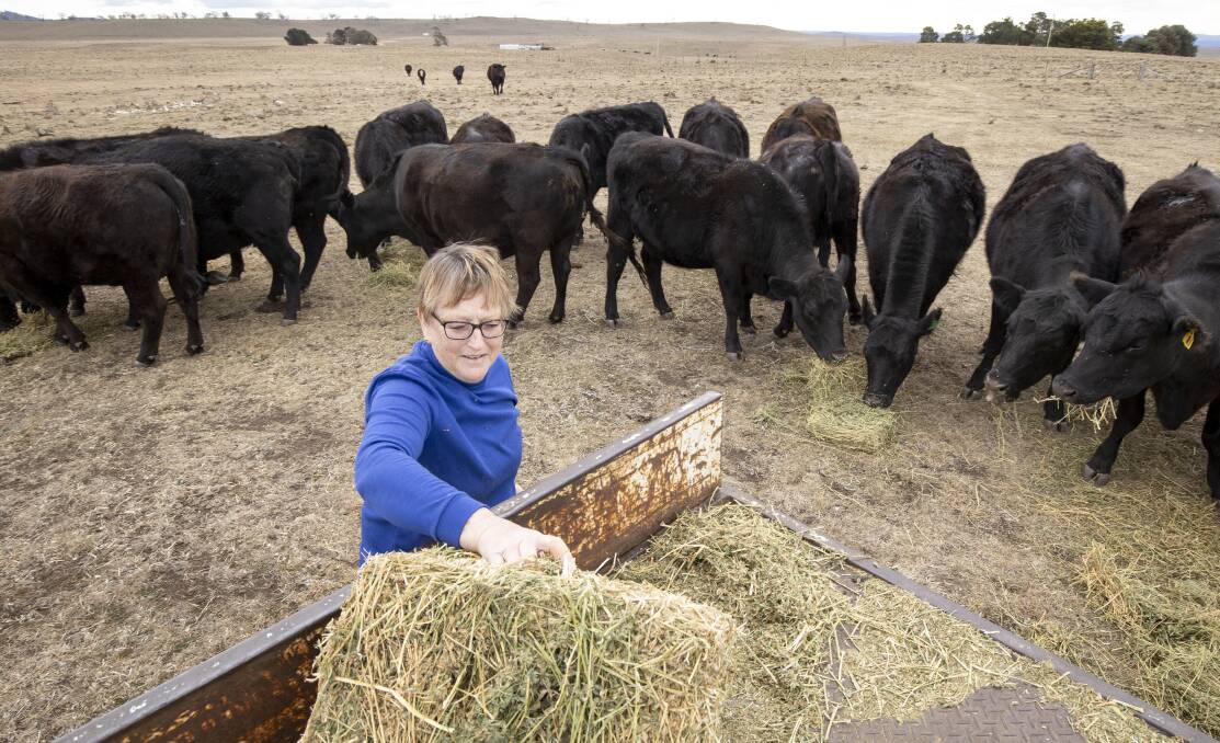 Chris Clarke feeds her cattle at her drought-affected property south of Cooma. Picture: Sitthixay Ditthavong