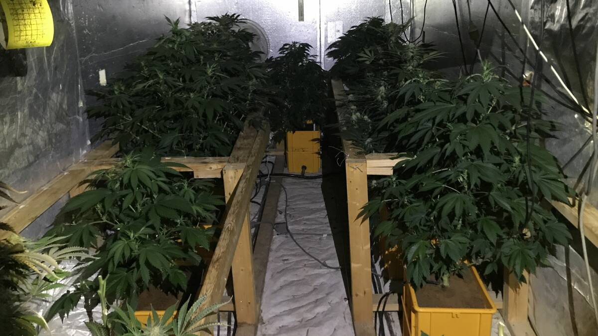 ACT Police raided a cannabis grow house in Holt on Wednesday after being alerted to it by a man who allegedly smashed a window at his friend's house. Picture: ACT Policing