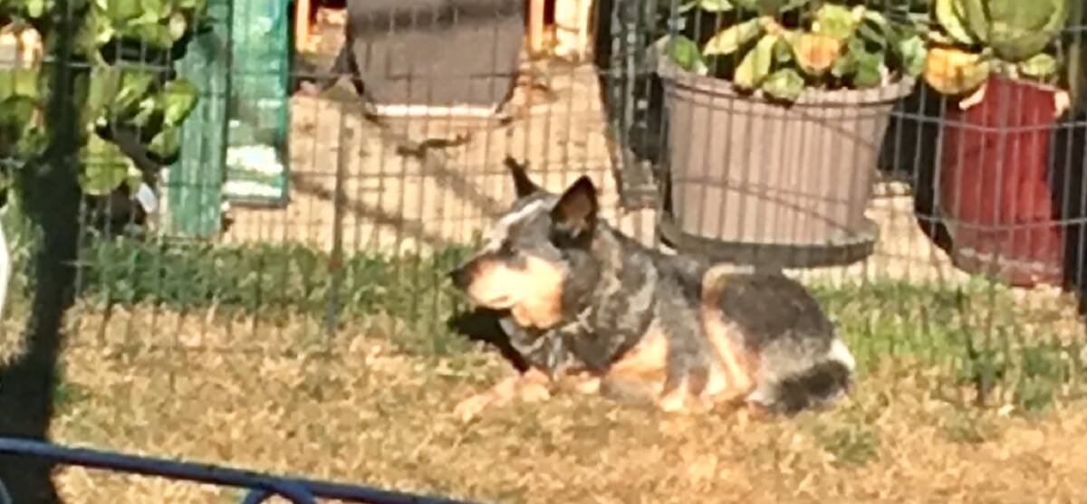 Jess the blue heeler, who was found in a culvert on Friday after being missing for six days. Picture: Supplied