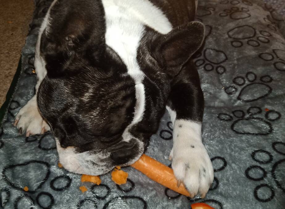 Clyde with his nightly carrot. Picture: Karen Davis