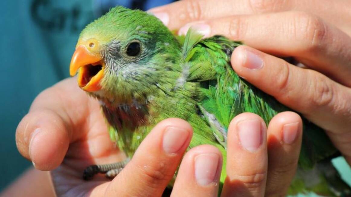 A Superb parrot hatchling.