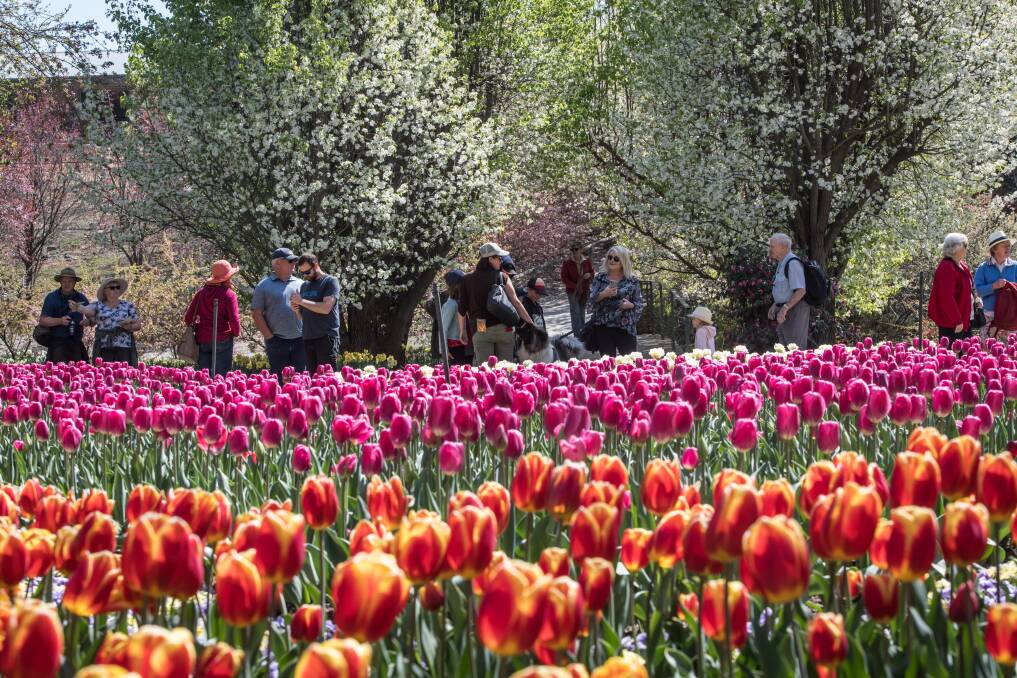 Tulip Top Gardens in 2019. Picture: Karleen Minney