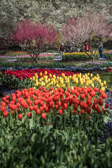 There are 1000 flowering trees at Tulip Top Gardens. Picture: Karleen Minney