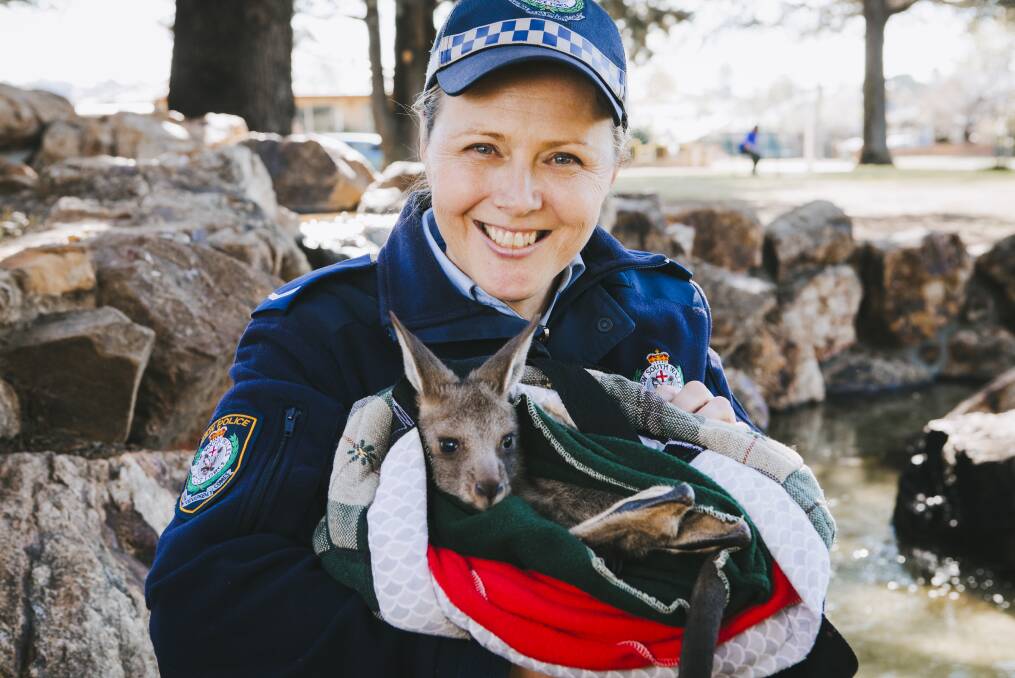 Queanbeyan Constable Tori Murray with little joey Roothie. Picture: Jamila Toderas