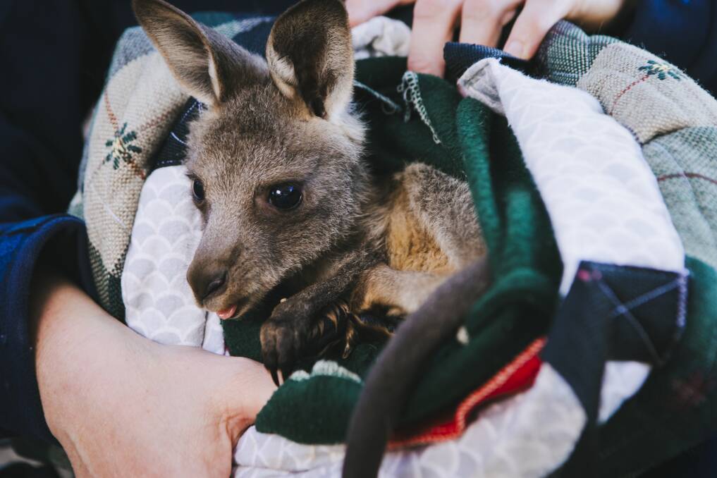 Little Roothie in her makeshift pouch. Picture: Jamila Toderas