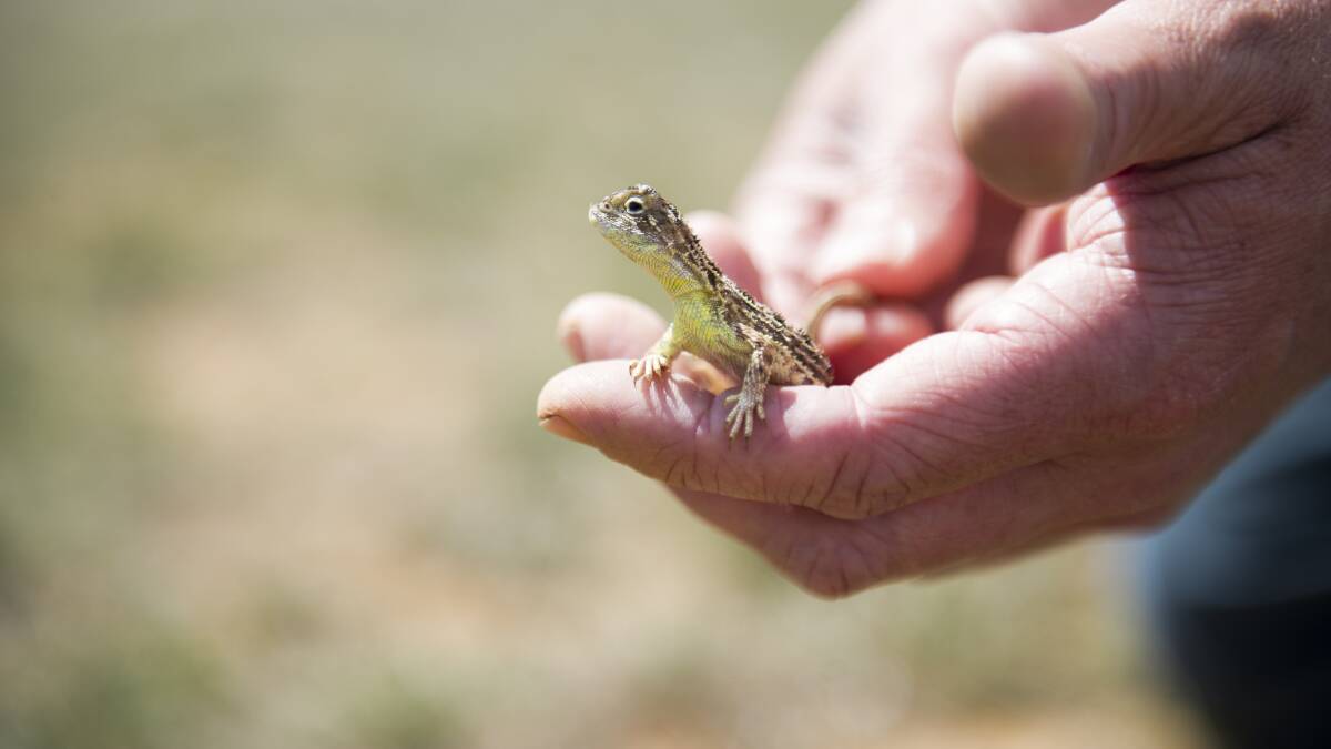 Ecologist Dr Brett Howland holds an endangered grassland earless dragon. Picture: Dion Georgopoulos