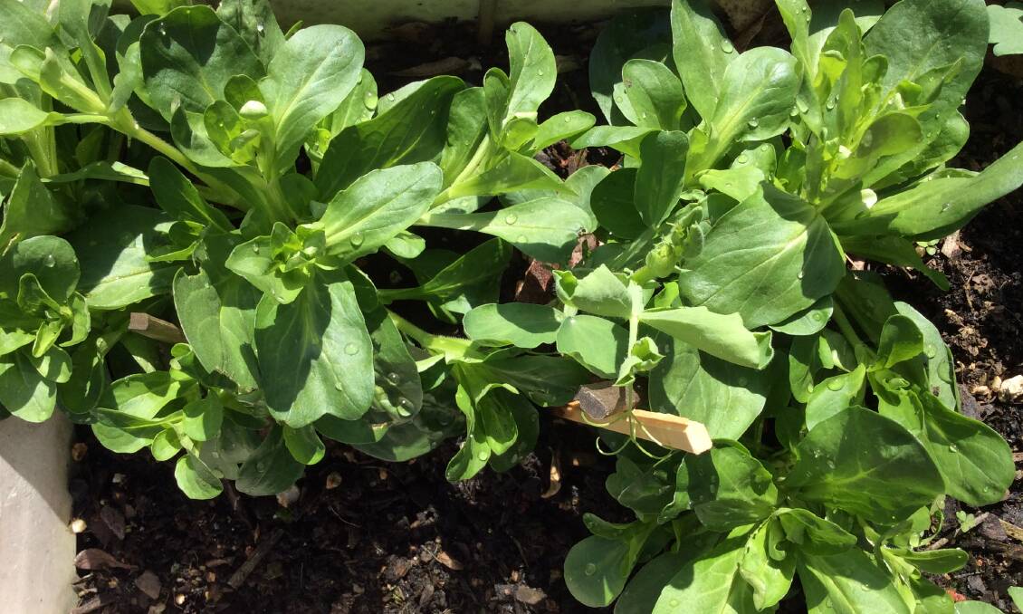 Yates lambs lettuce also known as corn salad. Picture: Susan Parsons 