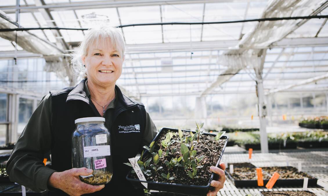 Yarralumla Nursery director Jane Carder with a jar of the vault's seeds from the bottle-shaped kurrajong tree and some seedlings now emerging in Canberra's warm spring weather. Picture: Jamila Toderas