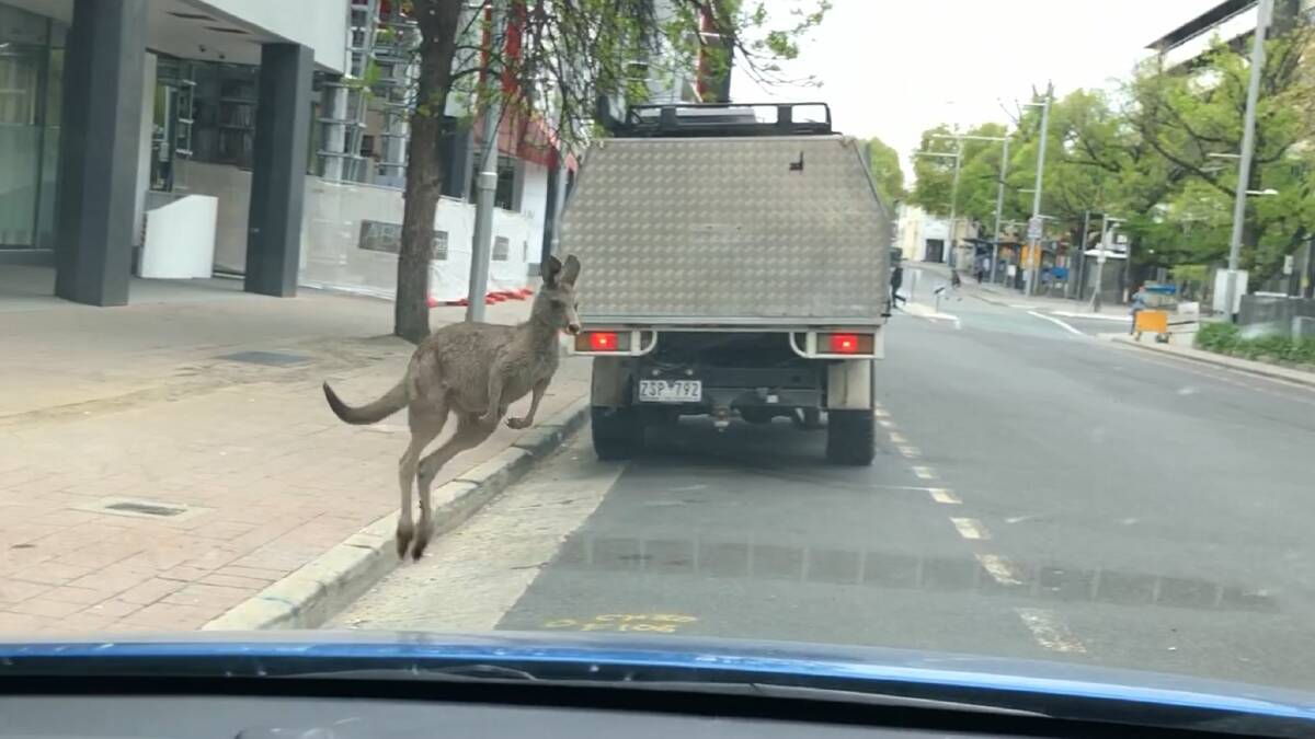 Screenshot of a video showing a kangaroo hopping down Mort Street in Civic in broad daylight. Picture: Allison Lubransky-Moy