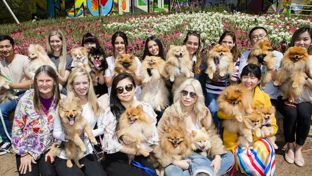 A large group of Pomeranians came together at Dogs' Day Out. Picture: Jamila Toderas