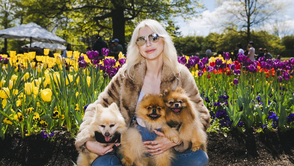 Brie O'Farrell of Sydney with her three Pomeranians, Wyatt, Franklin and Teddy.
Picture: Jamila Toderas