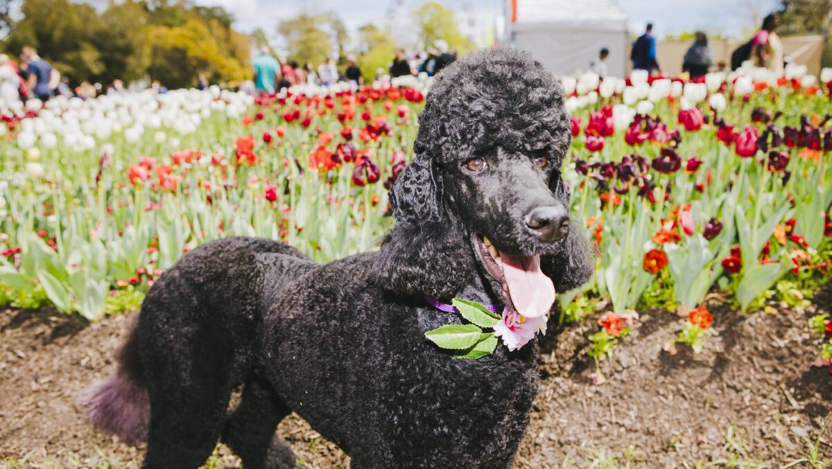 Law the standard poodle at Dogs' Day Out. Picture: Jamila Toderas