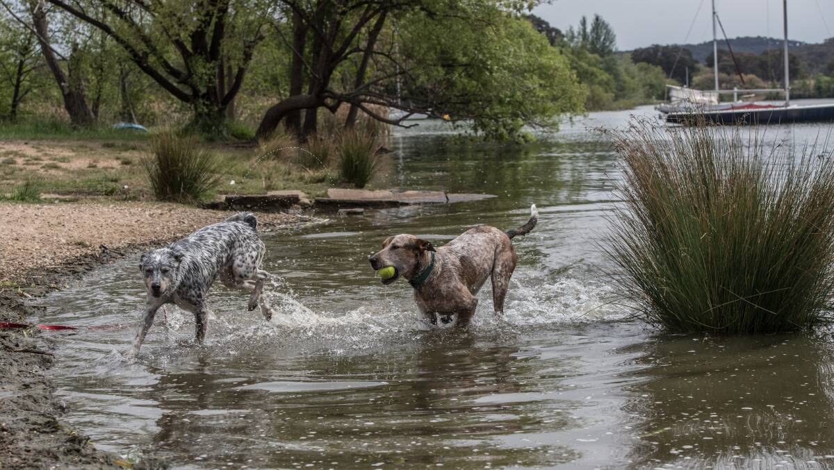 Blue heeler border collie cross Sesame, left, and cattle dog Denzel, right, play in new dog swimming areas on Lake Buley Griffin. Picture: Karleen Minney