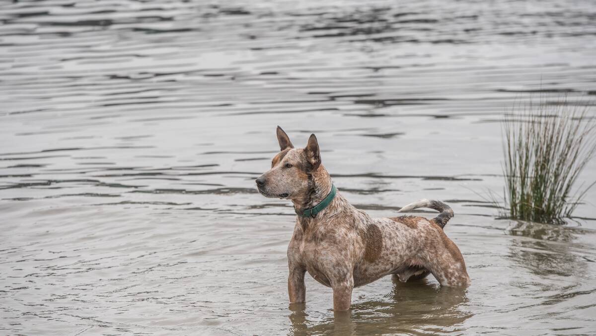 Denzel the cattle dog platying in Orana Bay in Yarralumla, which is now a designated dog swimming area.
Picture: Karleen Minney