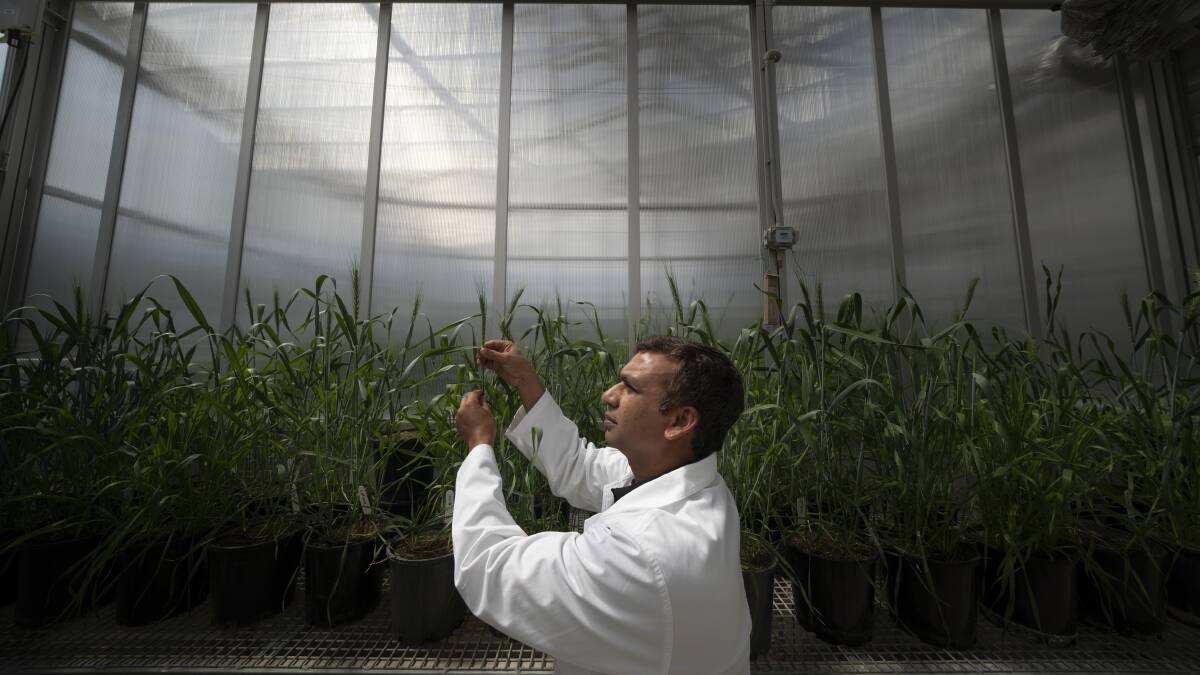 Wheat researcher Dr Arun Yadav amongst his work. Picture: Lannon Harley/ANU