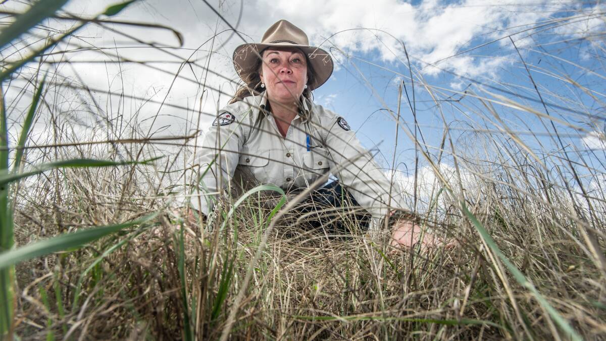 ACT Parks and Conservation ranger in charge of urban reserves south Maree Gilbert with invasive African lovegrass in the median strip on Canberra Avenue. Picture: Karleen Minney