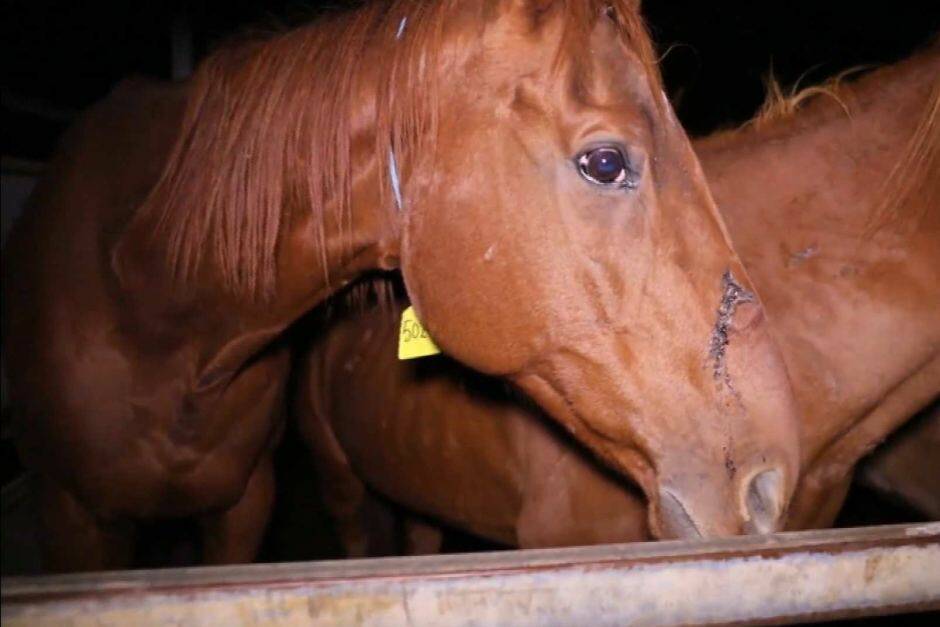 The ABC's 7.30 program revealed racehorses were being sent to slaughterhouses. Picture: ABC 7.30