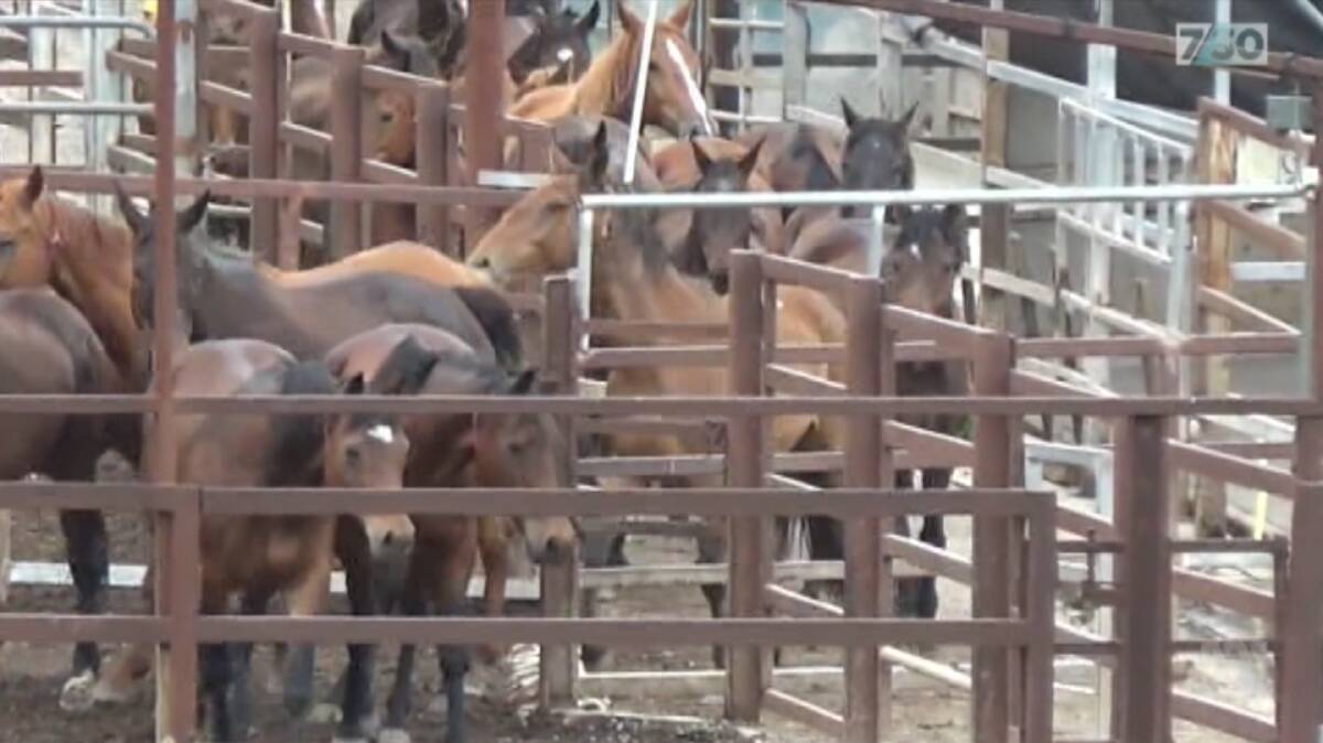 Hardwicke Stud said drought forced them to give their horses away, which was how they ended up at a Queensland abattoir. Picture: ABC 7.30