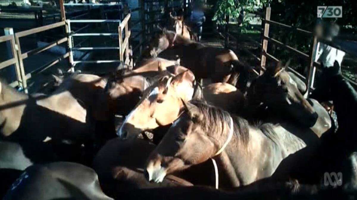 The ABC's 7.30 investigation revealed poor treatment of retired racehorses at an abattoir. But they're not the only animals getting slaughtered there.