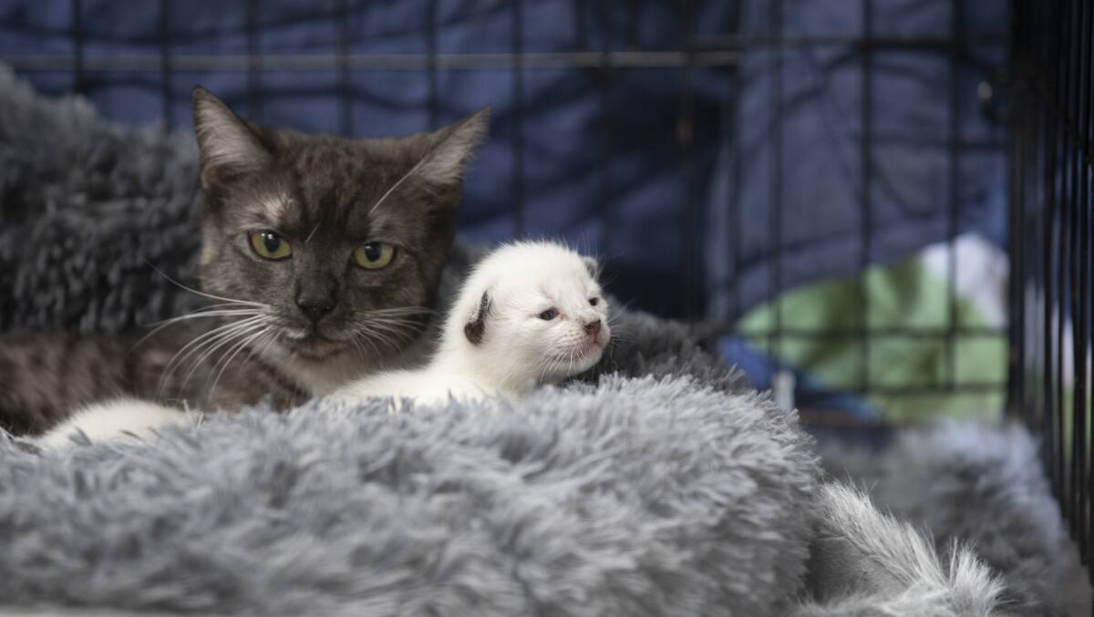 Pepper with her litter of two-week-old kittens. Picture: Sitthixay Ditthavong